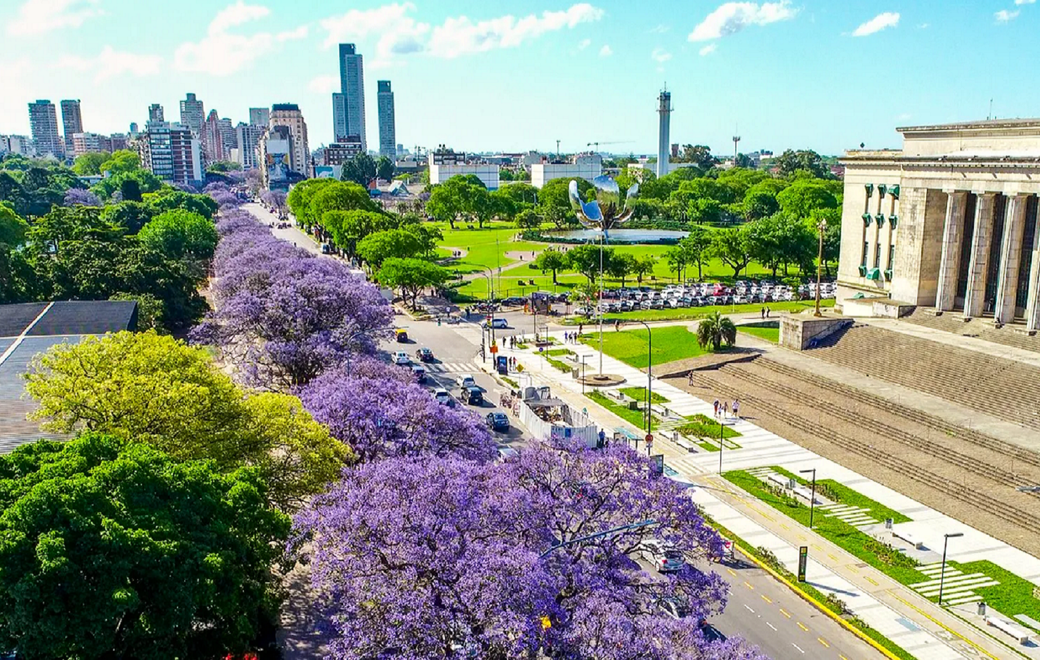 Jacaranda